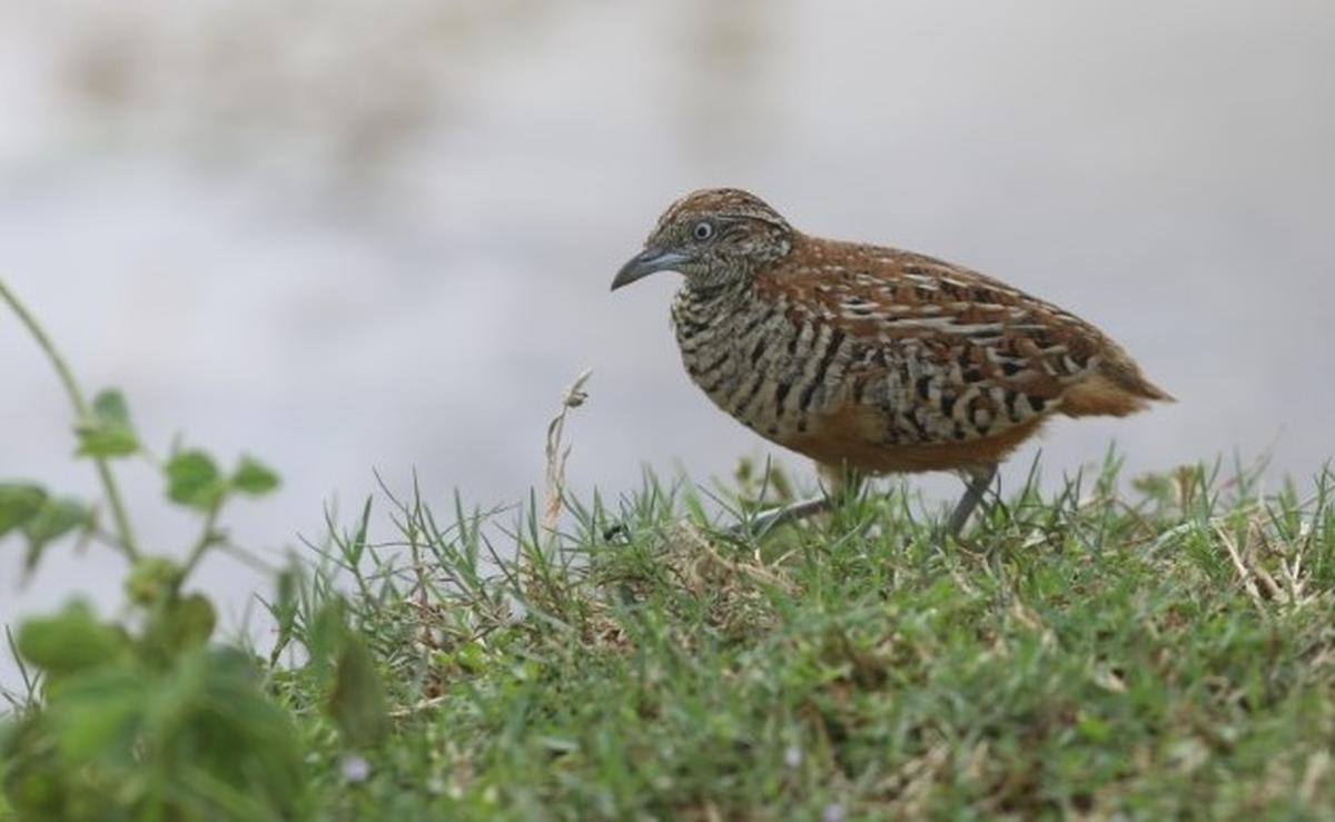 Small buttonquail A big discovery in Chennai The Hindu
